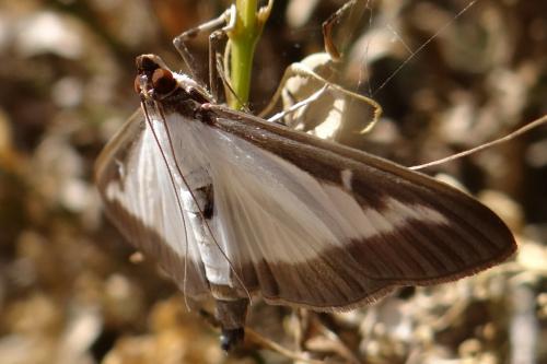 Cydalima perspectalis